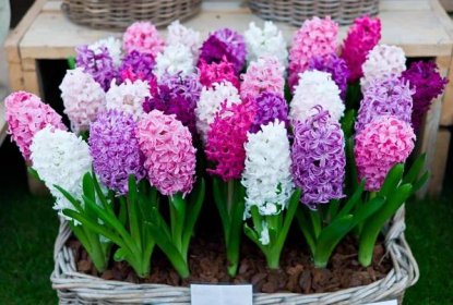 Jak na pěstování hyacintů? - Jahodárna Brozany nad Ohří