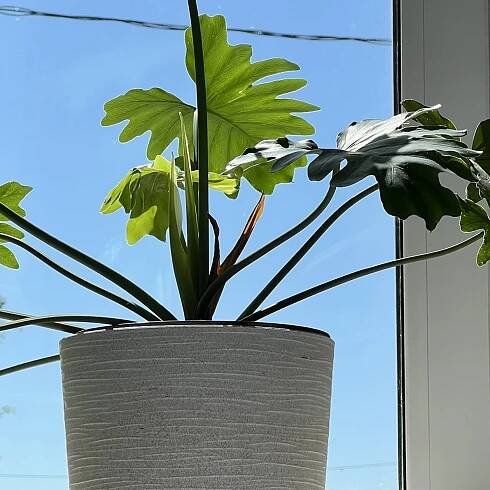 Philodendron Birkin - péče a množení doma