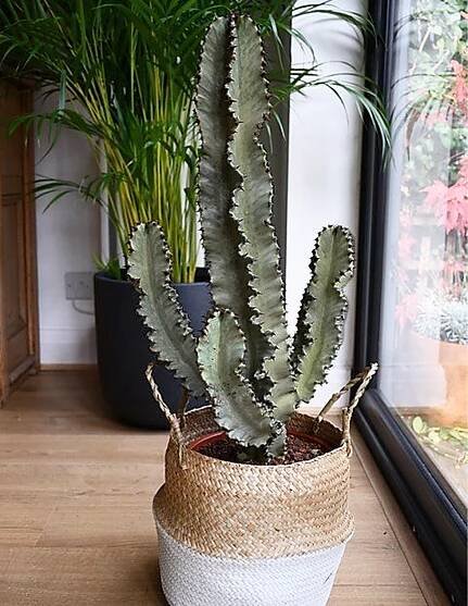 Euphorbia Eritrea Variegata - Plant World London