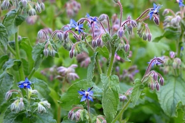 brutnák lékařský, lat borago officinalis, modré květy v květu - brutnák lékařský - stock snímky, obrázky a fotky