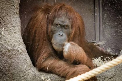 Zotavená orangutanice Mawar se vrátila do výběhu. Hned se chtěla pářit