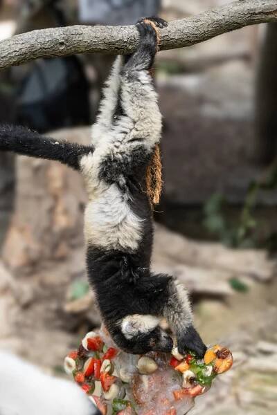 Lemuren genießen gefrorene Leckereien – Zoo und Aquazoo Schmiding