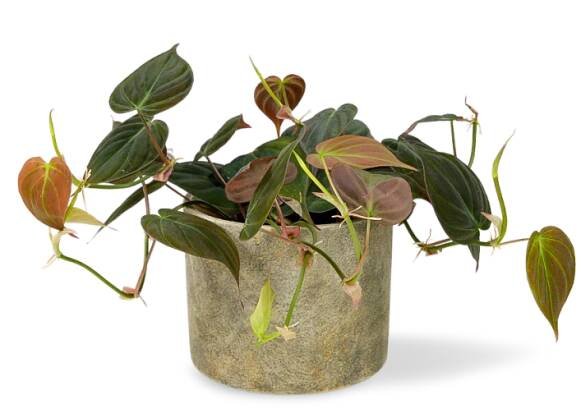 Philodendron scandens 'Micans' Ø12cm