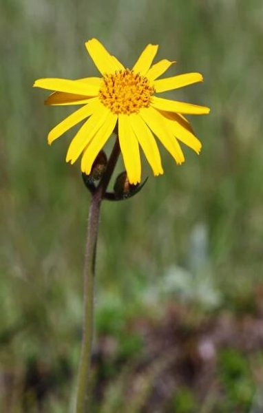 lundsbotaniska.se