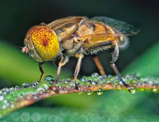 bezplatná Makro snímek pestřenky tečkované (Eristalinus) na oroseném listu. Zachycuje barevné detaily a opylování v přírodě. Základová fotografie