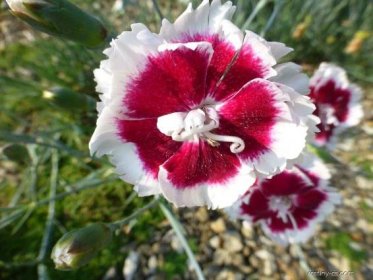 Hvozdík Alice (Dianthus x allwoodii)