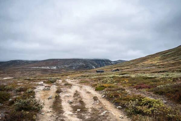 Der Platz vor den kleinen Hütten ist bei den Moschusochsen im Dovrefjell sehr beliebt