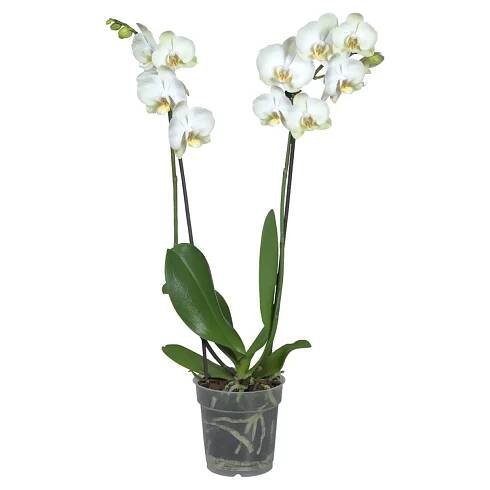 Orchidej v akci levně | Kupi.cz