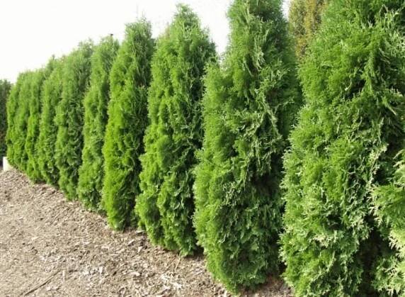 Thuja: foto a popis, je to strom nebo keř, jehličnatá nebo listnatá rostlina, jak vypadá, jak dlouho žije