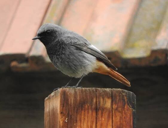 Phoenicurus ochruros - rehek domácí