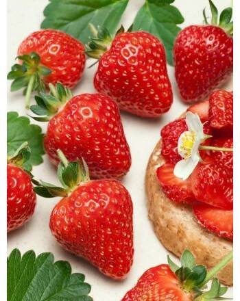 Fragaria ananassa ´Flair´ , Jahoda, bal. 6 ks, 6xK7