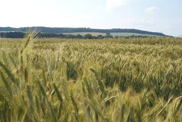 dsc09560_aehrenmeer_aus_triticale_und_roggen.jpg