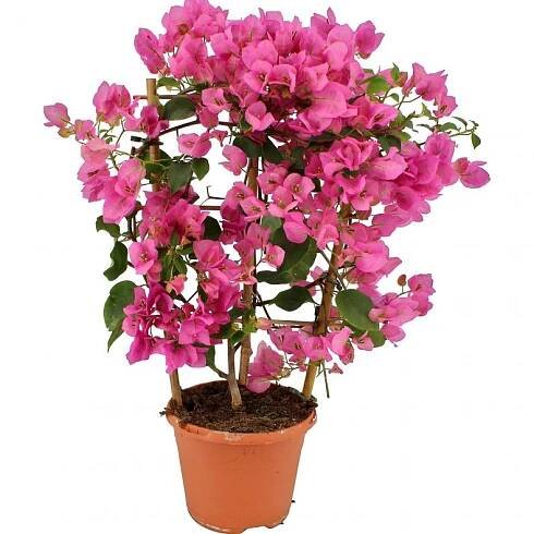 Bugenvilea 1