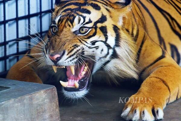 Harimau sumatera ( Panthera tigris sumatrae ) jantan bernama Petir berada di kandang tinggal Rescue Centre Sumatran Tiger, Tambling Wildlife Nature Conservation, Bengkunat Blimbing, Kabupaten Pesisir Barat, Lampung, Sabtu (30/1/2016).