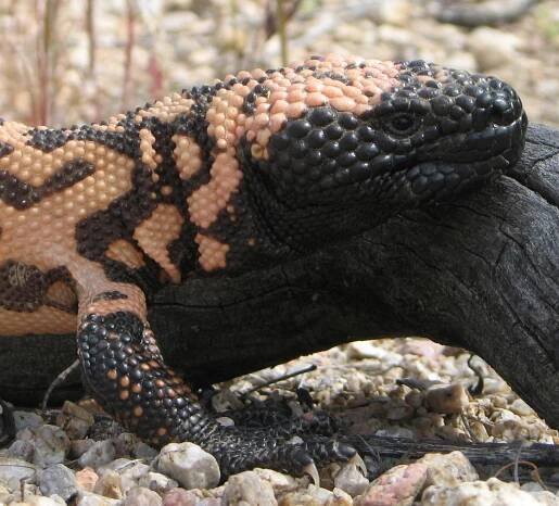 Soubor:Gila Monster head.jpg – Wikipedie