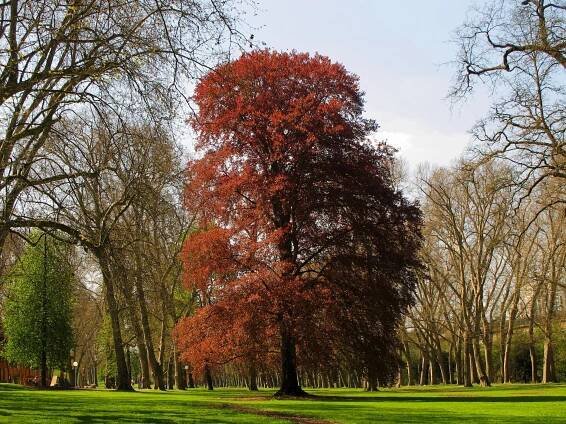 Copper beech