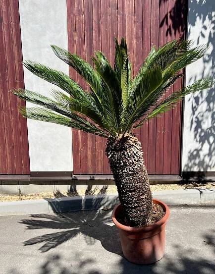 Okrasná exotika | Cycas revoluta-10, cca 157 cm | Exotická zahrada Přibice