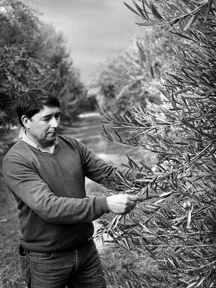 Juan Carlos Pérez inspecting olive trees in Chile
