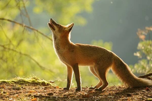 All about the Red Fox