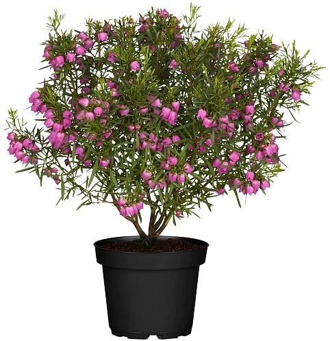 Boronie heterophylla (Boronia heterophylla) růžová cca výška 25-30 cm, pr. 13 cm nakoupit u OBI