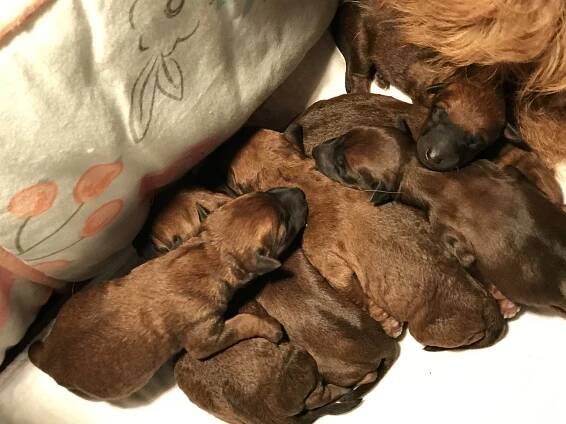 Irish Rose Irish Terriers - Current Litters