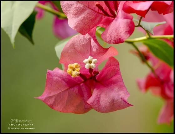 Bougainvillea - Panama