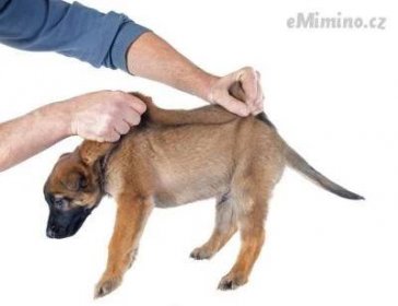 Dog-Dog_Guide-How_to_pick_up_a_puppy_by_the_scruff.jpg