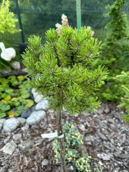 Borovice kosodřevinová 'Mops' (Pinus mugo) NA KMENI
