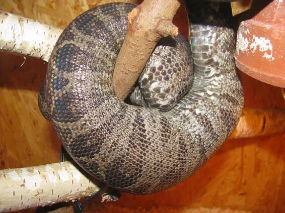 Pochlubte se - Psohlavci (Corallus) - poradna.net