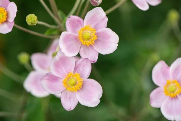 Close up of the light pink flowers of the rue anemone