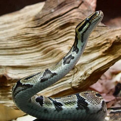krajta královská / python regius
