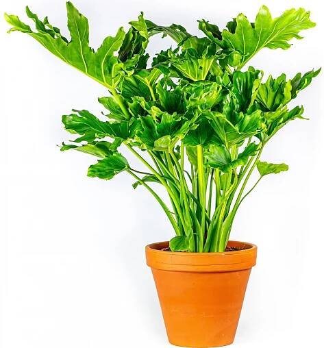 Philodendron Selloum Hope, průměr 21 cm