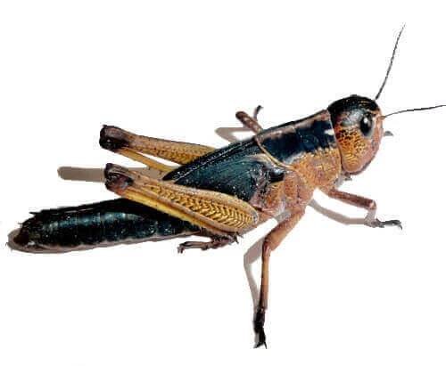 Saranče stěhovavé subadult
