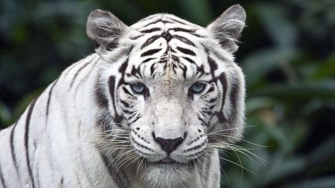 Zoologická zahrada Liberec - CHATA U LANOVKY
