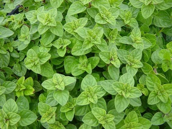 Oregano - Egoist Royal Parfums