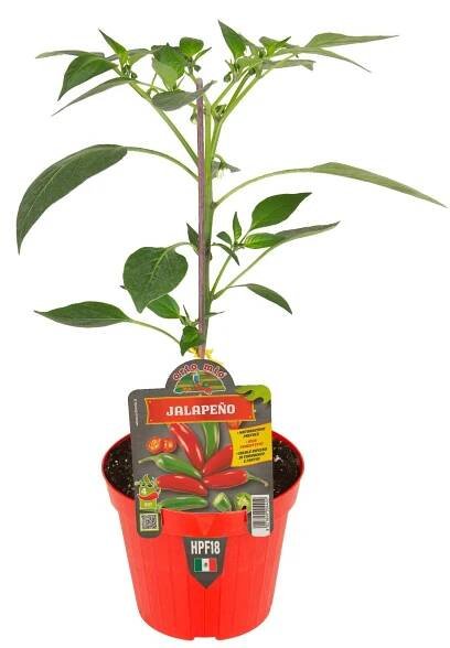 Chilli paprička Jalapeno, neroubovaná, průměr květináče 14 cm