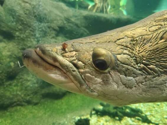 Bezplatný obrázek: Arapaima nebo pirarucu (Arapaima gigas), ryby dýchající vzduch a největší sladkovodní ryby pocházející