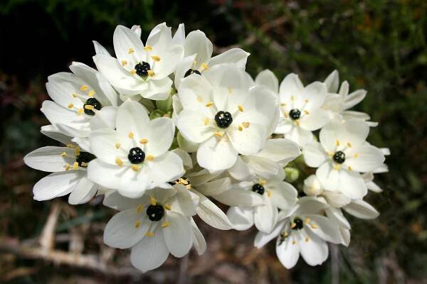 Ornithogalum arabicum