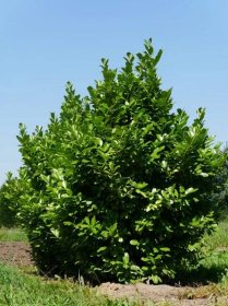 Prunus laurocerasus 'Rotundifolia'