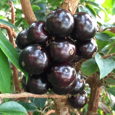 grimal-jaboticaba
