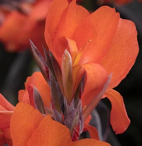 Dosna indická 'Cannova F1 Orange Shades ' - Canna indica 'Cannova F1 Orange Shades '