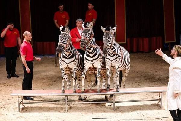 Jubilejní sezóna a nezapomenutelná show. Cirkus Humberto přijíždí do Ostravy - PR Deník