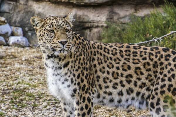 Perský Leopard, Leopard, Mazlíček, Zvíře