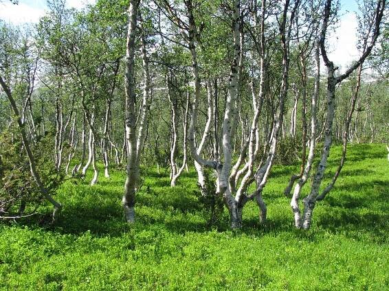 File:Mountain-birch-Trollheimen.jpg - Wikimedia Commons