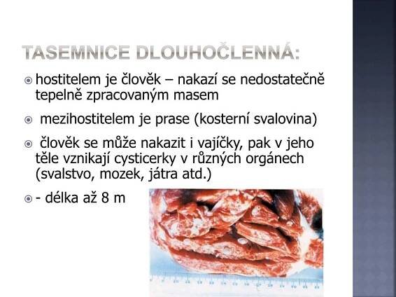PPT - ploštěnci PowerPoint Presentation, free download - ID:5803008