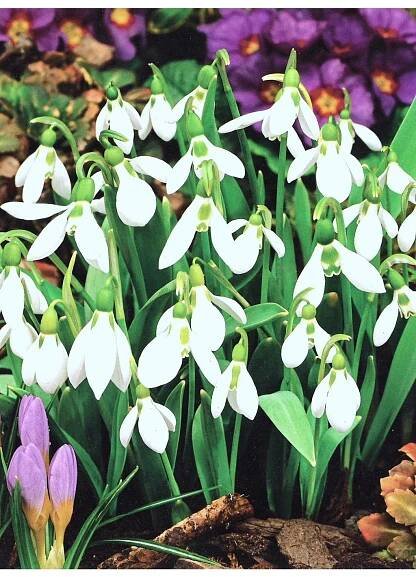 Galanthus woronowii - sněženka
