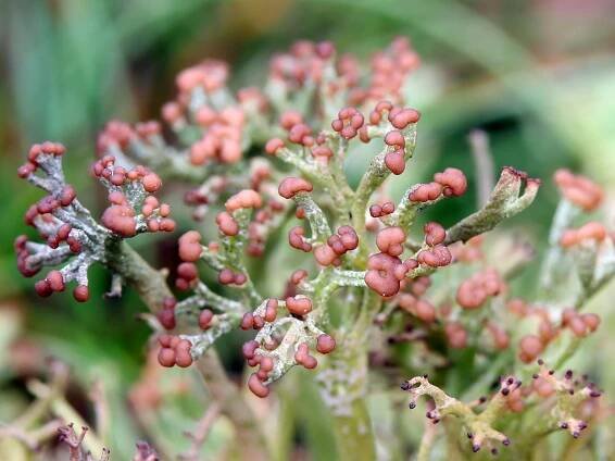 Cladonia furcata - dutohlávka rozsochatá - myko.cz