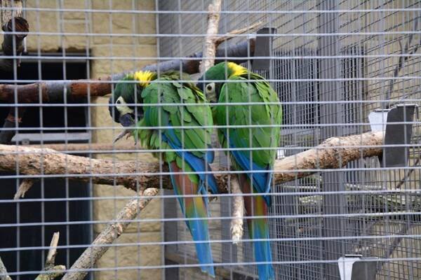 Papouščí zoologická zahrada v Bošovicích - Šokující Planeta
