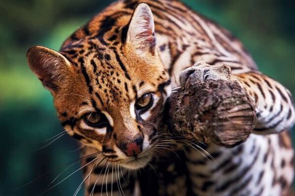 Fascinující krása zvířete, které si lidé často pletou s leopardem: Podívejte se blíže prostřednictvím fotografií