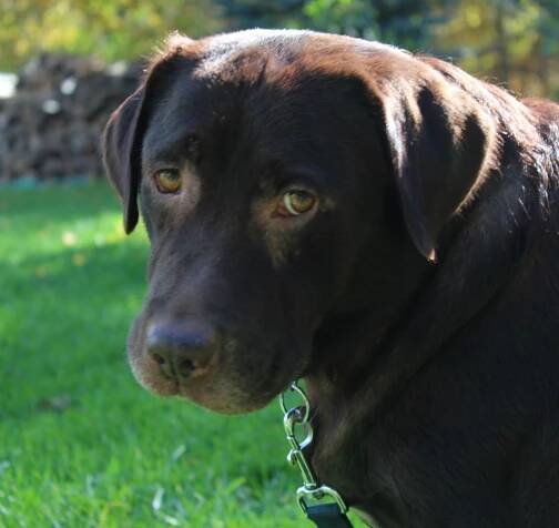 2015 10 14 Felicity head shot